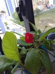 Episcia