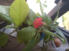 Episcia