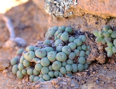 Conophytum uviforme