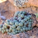 Conophytum pageae - Photo (c) Nick Helme, some rights reserved (CC BY-SA), uploaded by Nick Helme