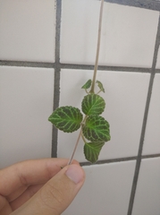 Episcia