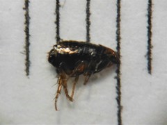 Ctenocephalides canis