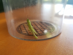 Stenacris vitreipennis