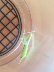 Stenacris vitreipennis