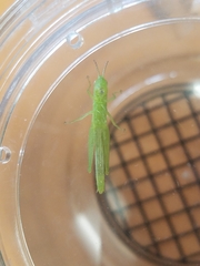 Stenacris vitreipennis