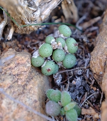 Conophytum uviforme