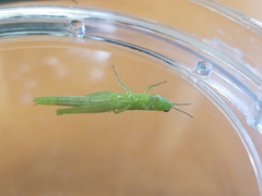 Stenacris vitreipennis