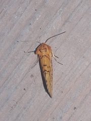 Chrysoecia dela
