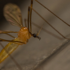 Limonia phragmitidis
