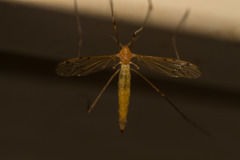 Limonia phragmitidis