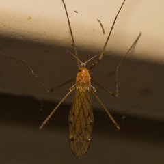 Limonia phragmitidis