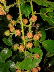 Rubus sellowii