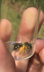 Andrena aliciae