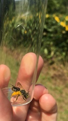 Andrena aliciae