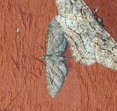 Eupithecia unicolor