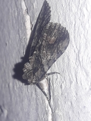 Abrostola microvalis