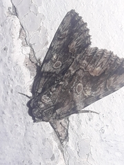 Abrostola microvalis