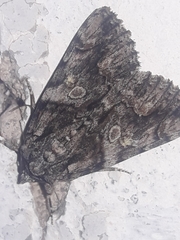 Abrostola microvalis