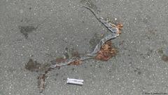 Pseudelaphe phaescens