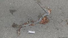 Pseudelaphe phaescens