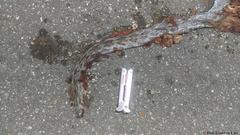 Pseudelaphe phaescens