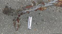 Pseudelaphe phaescens