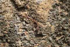 Cnemaspis australis
