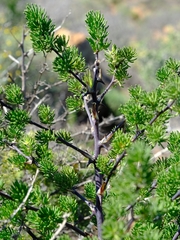 Asparagus mucronatus