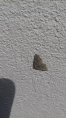 Cleorodes lichenaria