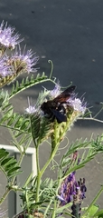 Xylocopa violacea