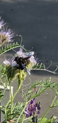 Xylocopa violacea