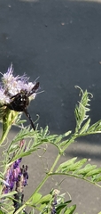 Xylocopa violacea
