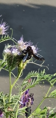 Xylocopa violacea