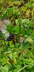 Xylocopa violacea