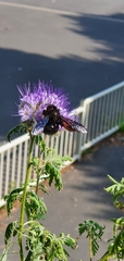 Xylocopa violacea