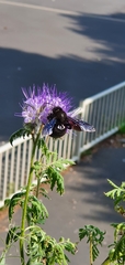 Xylocopa violacea