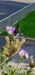 Xylocopa violacea