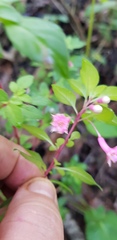 Fuchsia parviflora