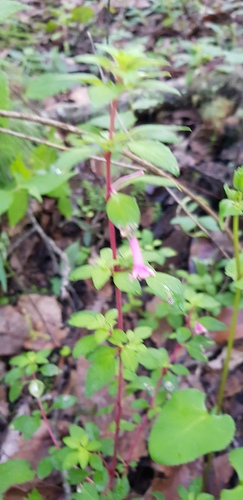 Fuchsia parviflora, photograph 2