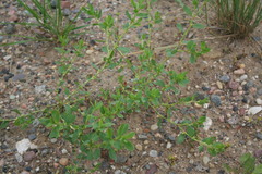 Polygonum achoreum