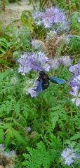 Xylocopa violacea