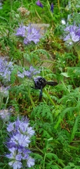 Xylocopa violacea