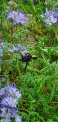Xylocopa violacea