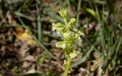 Pterygodium volucris