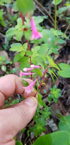 Fuchsia parviflora, photograph 6