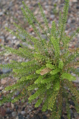Lepidium ramosissimum