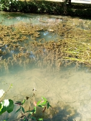 Ceratophyllum