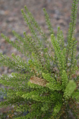 Lepidium ramosissimum