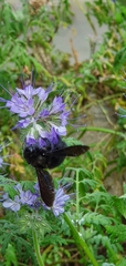 Xylocopa violacea