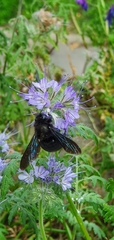 Xylocopa violacea
